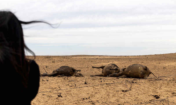 US cattle ranchers search for feed  after wildfires burn grazing lands